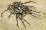 Fantastic, Spiny Dicranurus Trilobite - Atchana, Morocco #363019-4